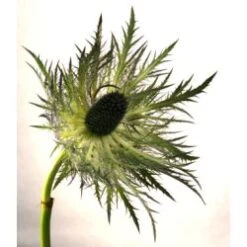 Thistle Eryngium Green Jackpot
