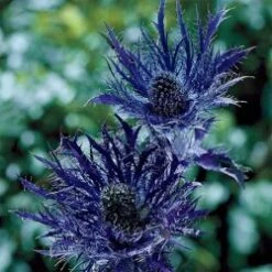 Thistle Eryngium Jackpot - 5 Stem Bunch