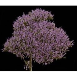 Trachelium Light Blue To Lavender , 80cm