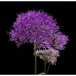 Trachelium Purple, 80cm