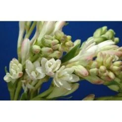 Tuberose Double Larger Bloom