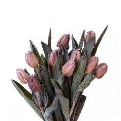 Tulip Painted - Brownie