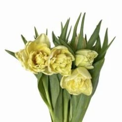 Tulip Double Cream