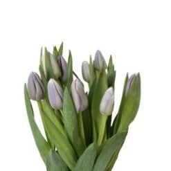 Tulip Lavender Dutch