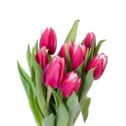Tulip Dark Pink & White Bi-Color