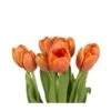 Tulip Orange Local Dutch