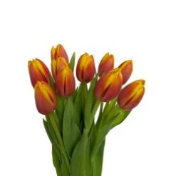 Tulip Orange With Yellow Tip