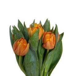 Tulip Double Orange