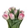 Tulip Double Pink Angelique