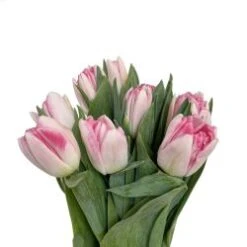 Tulip Double Pink Angelique