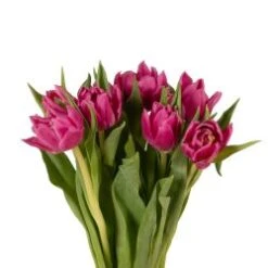 Tulip Double Pink