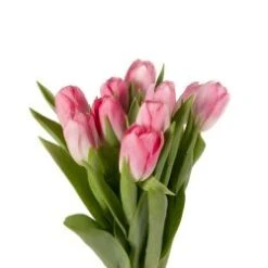 Tulip Light Pink Local - Dutch