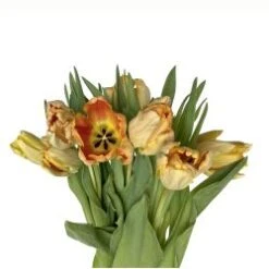 Tulip Parrot Apricot - Salmon