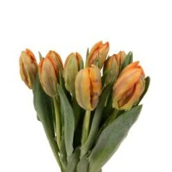Tulip Parrot Orange