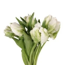Tulip Parrot Dutch Super Parrot White & Green