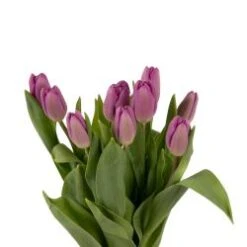 Tulip Purple Local Dutch