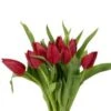 Tulip Red Local - Dutch