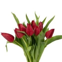Tulip Red Local - Dutch