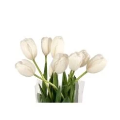 Tulip White Local - Dutch