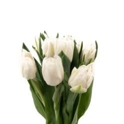 Tulip Double White