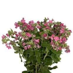 Tweedia Single Pink, 50cm