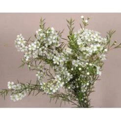 Wax Flower White Hybrid