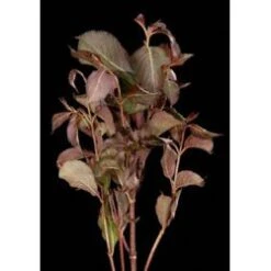 Weigela Foliage Chocolate 50 - 60 Cm