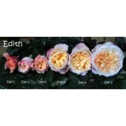 Garden Rose, Edith (David Austin) - Old Gold/Peach