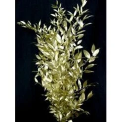 Italian Ruscus Metallic Gold 40 - 50 Cm