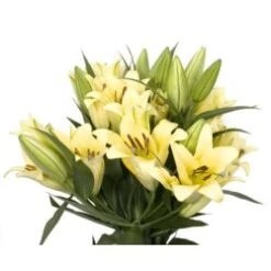 Lilly Oriental Yellow, 2 - 4 Blooms