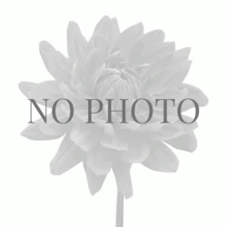 Spray Rose, Cream Parasol - Ivory, Cream (Hydroponic) 1 Spray Rose, Cream Parasol - Ivory, Cream (Hydroponic)