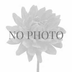 Protea White With White Edges