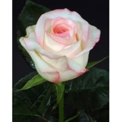 C'est La Vie Rose - Bi-Color Creamy Pink, 50cm