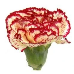Carnation Creamy Yellow With Burgundy Edges