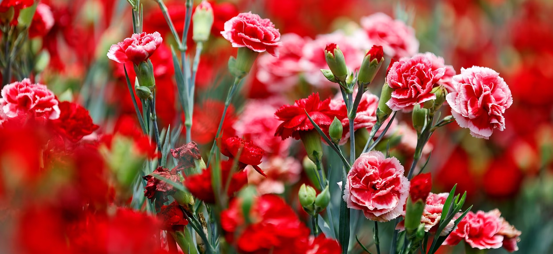 Flower Promotion Shop 11 Flower Promotion Shop -Flower Promotion Shop 2